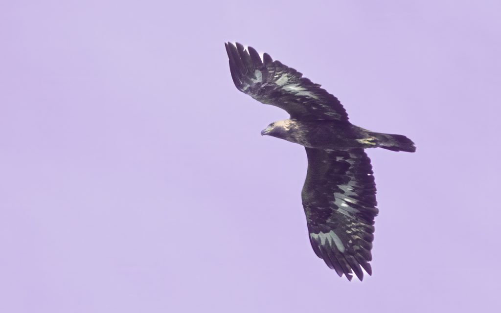 Örnsafari: en subadult kungsörn (Aquila crysaetos). Foto: Jim Sundberg/GotlandNature
