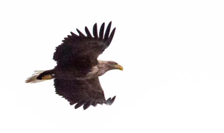 Änder och örn: gammal havsörn (Haliaeetus albicilla).
