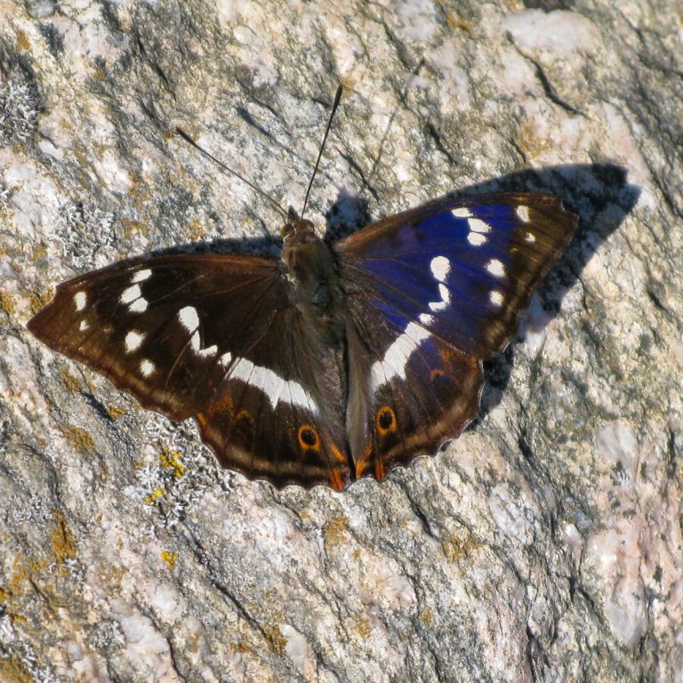 Sälgskimmerfjäril Gotland