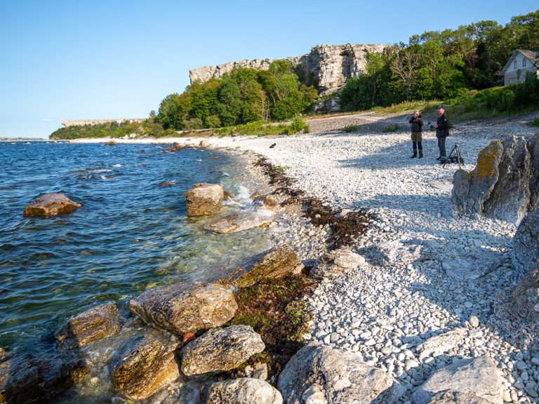 Hien, Stora Karlsö. Naturkurs med fåglar och växter