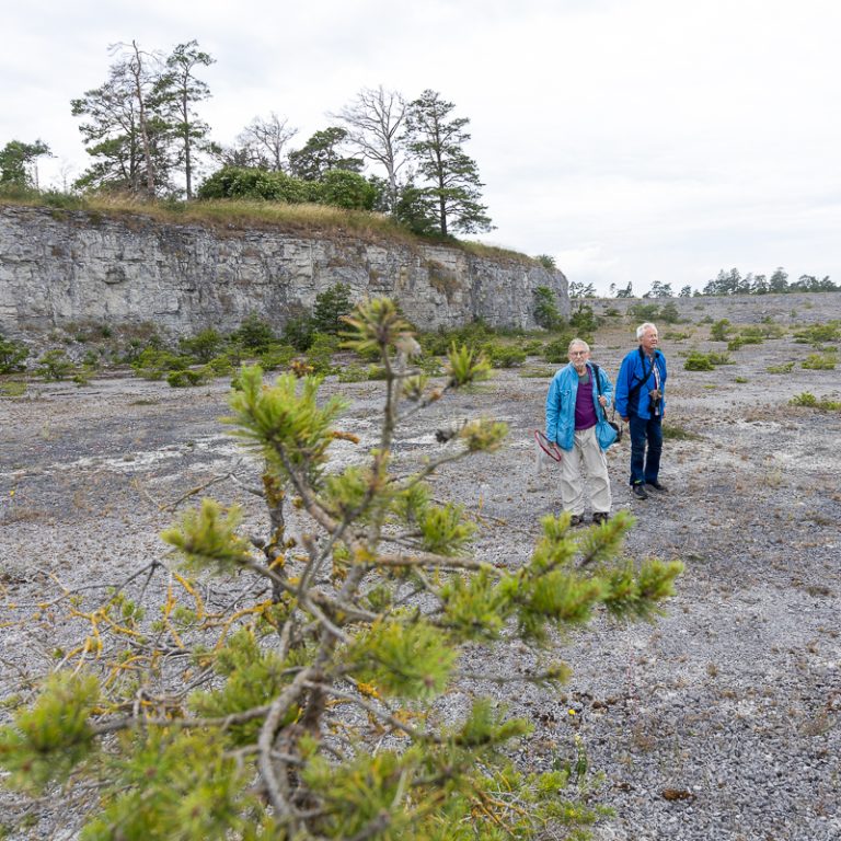 Fjärilar på Gotland: På Furilden finns fina fjärilsmarker.