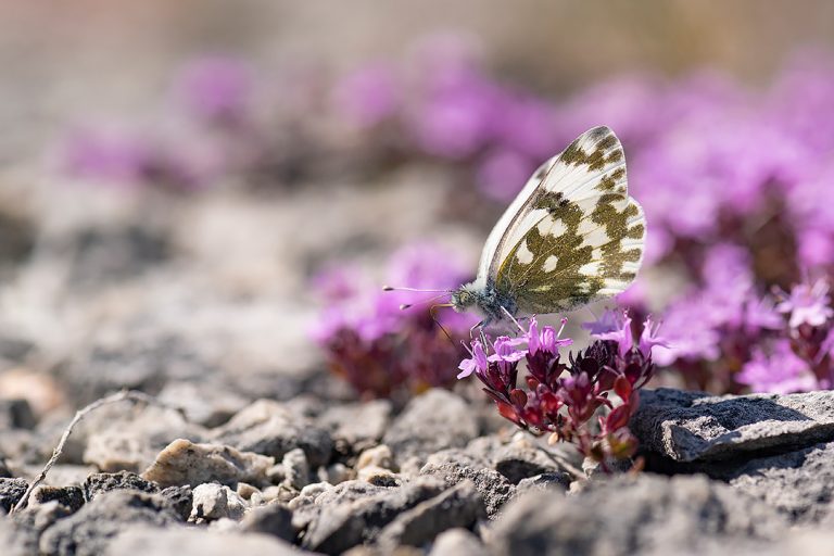 Fjärilar på Gotland: Grönfläckig vitfjäril