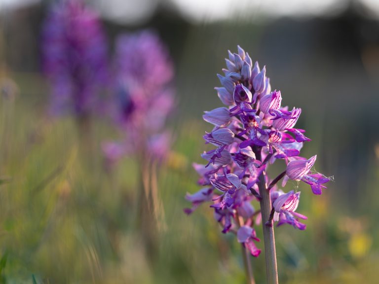 Orkideen Johannesnycklar (Orchis militaris). Foto: Jim Sundberg/GotlandNature