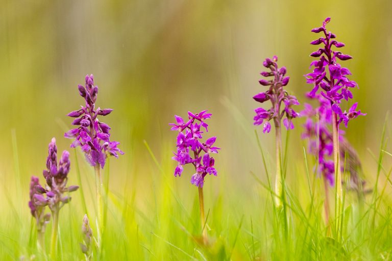 Sankt Persnycklar (Orchis mascula). Foto: Jim Sundberg/GotlandNature