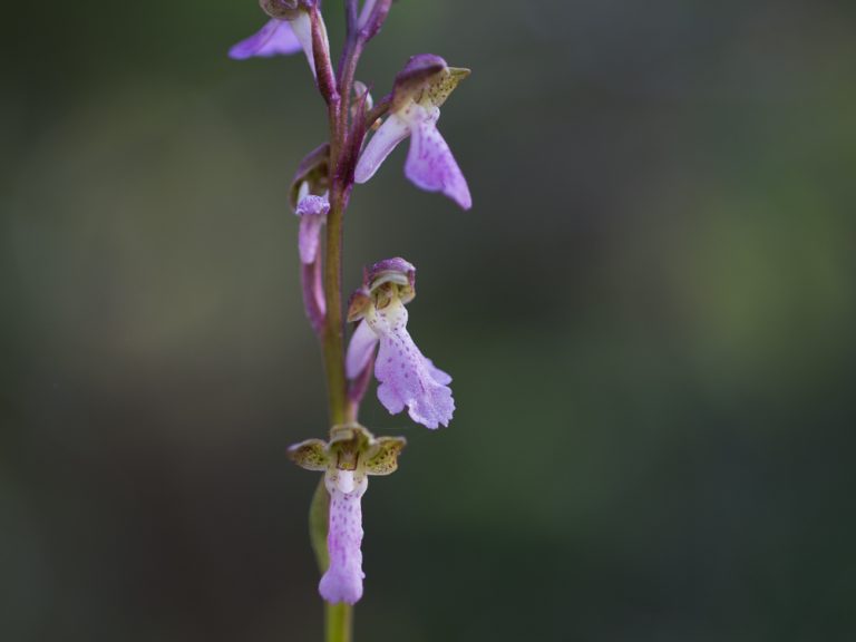Alpnycklar, Orchis spitzelii finns bara på Gotland. Foto: Jim Sundberg/GotlandNature