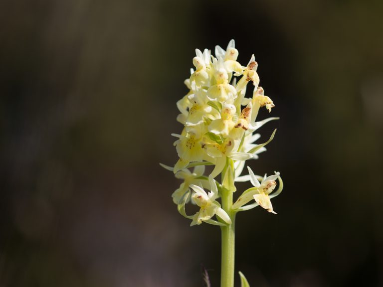 Orkidéer på Gotland - Vaxnycklar Dactylorhiza incarnata var. ochroleuca. Foto: Jim Sundberg