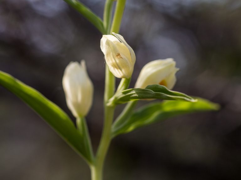 Orkideer på Gotland - Stor skogslilja - Cephalanthera damasonium. Foto: Jim Sundberg .
