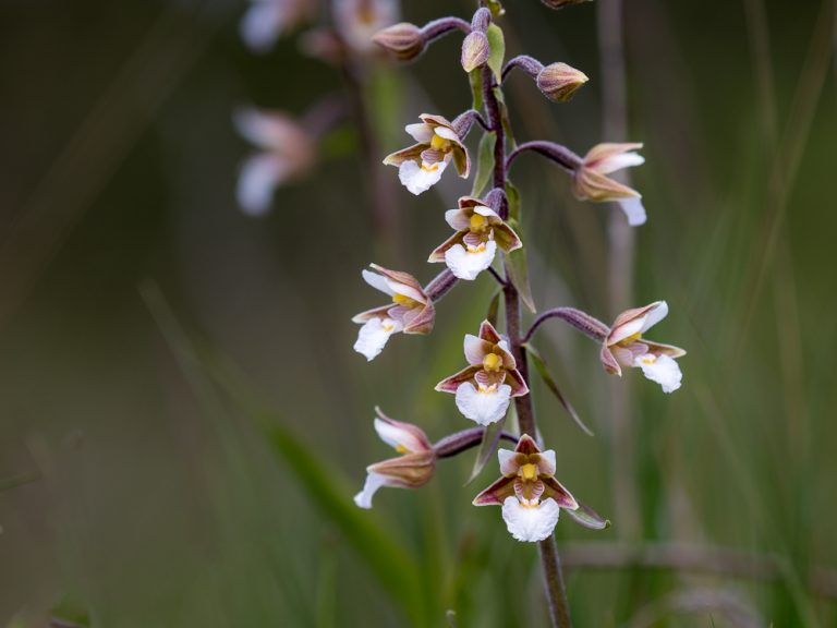 Orkideer på Gotland Kärrknipprot Epipactis palustris. Foto: Jim Sundberg.