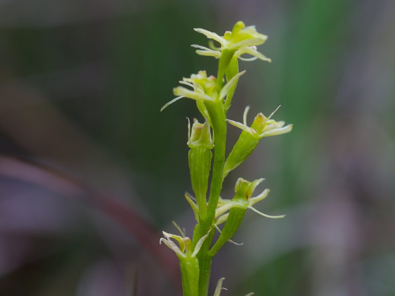 Orkidéen gulyxne (Liparis loeselii). Foto: Jim Sundberg/GotlandNature