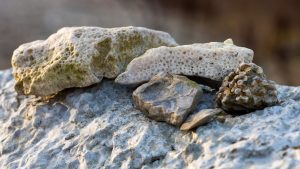 fossilsafari: en samling av fossiler